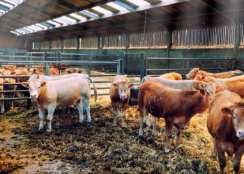 En ceros, programa ganadero federal