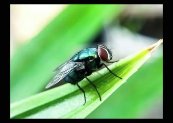 México y EU invierten 51 mdd para eliminar plaga de gusano barrenador