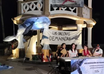 Demandan reconocer a las ballenas como “sujeto de derechos” ante megaproyectos en Golfo de California
