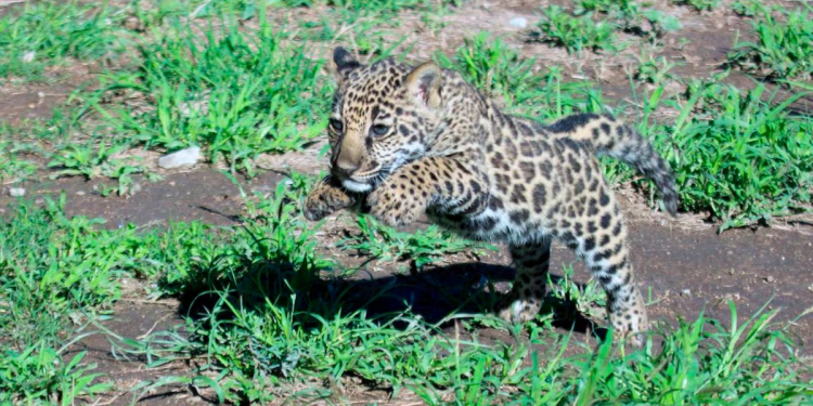 Nace ‘Yazu’, una cría de jaguar mexicano que alimentará un banco genético de su especie