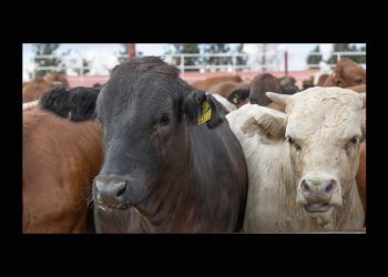 Eliminan límite para compra de sementales: SADER Sonora da certeza a ganaderos