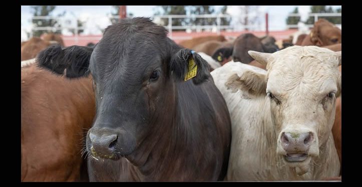 Eliminan límite para compra de sementales: SADER Sonora da certeza a ganaderos