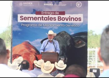 Entrega SADER Federal 100 sementales a ganaderos de Sonora del Programa Integral de Producción de Carne