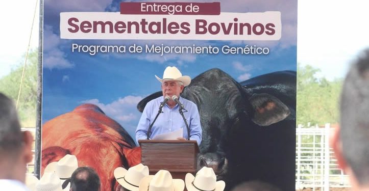 Entrega SADER Federal 100 sementales a ganaderos de Sonora del Programa Integral de Producción de Carne