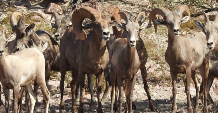 Reconocen a nivel internacional labor de conservación de Sierra El Álamo
