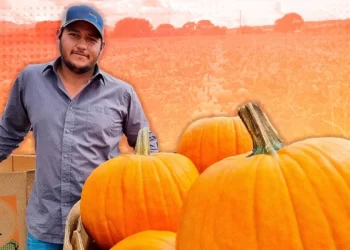 Sin calabazas no hay Halloween: Santa Cruz, el lugar donde se cultivan las más ricas y adoran en EU