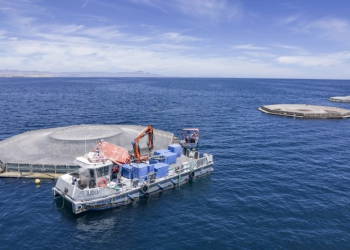 Día Nacional de la Totoaba: El único pescado 100% mexicano que nace en el Mar de Cortés