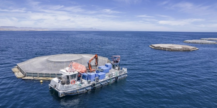 Día Nacional de la Totoaba: El único pescado 100% mexicano que nace en el Mar de Cortés