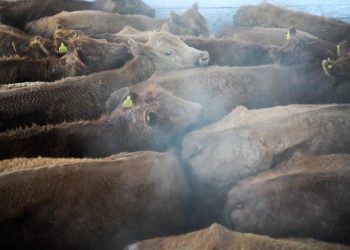 “Se beneficiaron de aranceles, ahora bajen precios”, exige Trump a ganaderos de EU