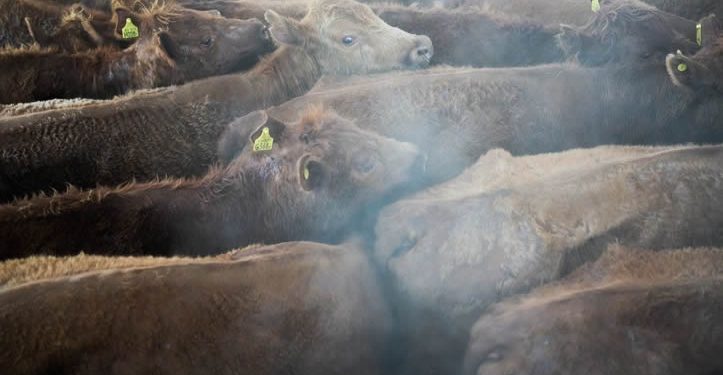 “Se beneficiaron de aranceles, ahora bajen precios”, exige Trump a ganaderos de EU