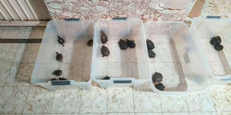 Vinculan a proceso a 3 personas por tráfico de especies protegidas; les aseguran totoaba, tortugas y aletas de tiburón