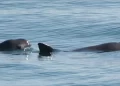 Avistan entre siete y diez vaquitas marinas en el Alto Golfo de California