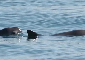 Avistan entre siete y diez vaquitas marinas en el Alto Golfo de California