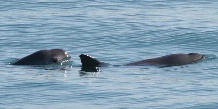 Avistan entre siete y diez vaquitas marinas en el Alto Golfo de California