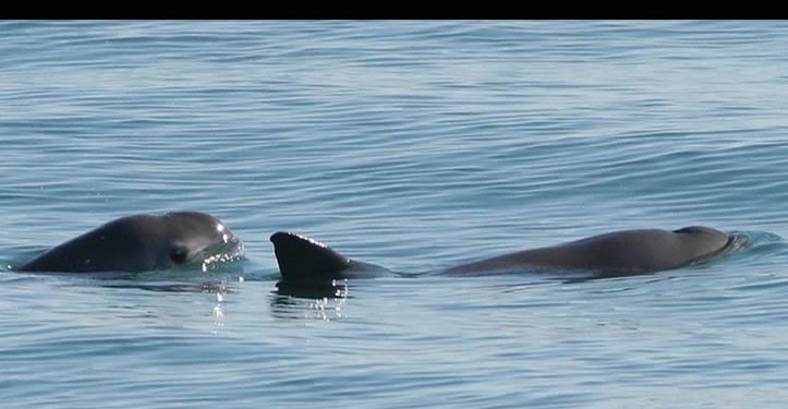 Avistan entre siete y diez vaquitas marinas en el Alto Golfo de California