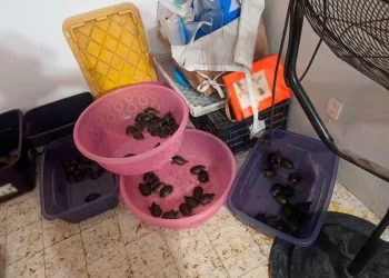 Vinculan a proceso a tres presuntos traficantes de especies marinas protegidas