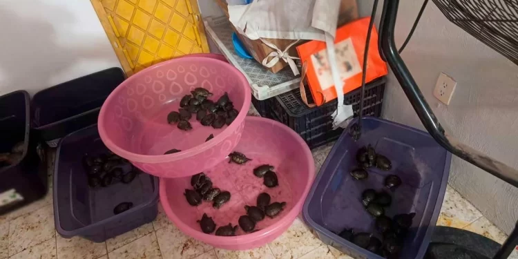 Vinculan a proceso a tres presuntos traficantes de especies marinas protegidas