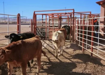 Reforzarán presencia de Policías Estatales en Hermosillo