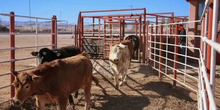 Reforzarán presencia de Policías Estatales en Hermosillo