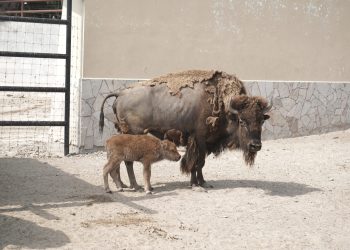 Nace una cría de bisonte americano en el Zoológico de Nuevo Laredo