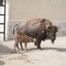 Nace una cría de bisonte americano en el Zoológico de Nuevo Laredo