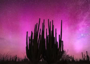 Encuentran Cuerpo de Hombre Sin Vida con Signos de Violencia y Manos Atadas en Hermosillo