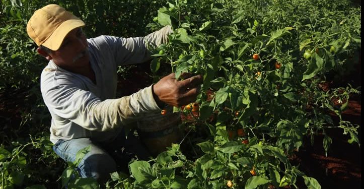 La crisis en el campo mexicano