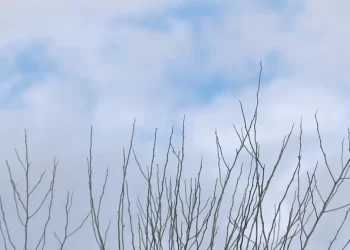 Pronostican Temperaturas de Hasta 0ºC para Sonora durante el Mes de Noviembre 2025