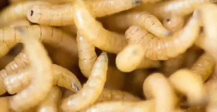 Plaga del barrenador golpea a 13 estados; Sonora libre… hasta ahora.