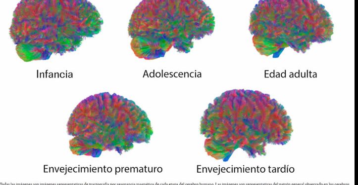 Las cinco ‘edades’ del cerebro humano: hay cambios cruciales alrededor de los 9, los 32, los 66 y los 83 años