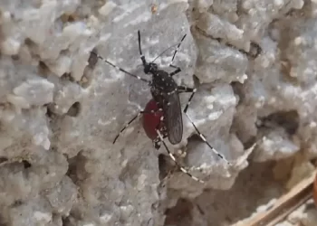 Científicos detectan nuevo ‘súper mosquito’ en Yucatán: transmite dengue, zika, chikungunya y fiebre amarilla