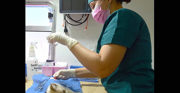 Informa Instituto de Protección y Bienestar Animal jornadas gratuitas de esterilización