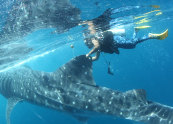 Río Lady: la tiburón ballena rastreada satelitalmente por casi cinco años revela zonas clave de protección