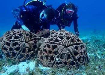 Apoyan a emprendedores enfocados a la conservación marina en el golfo de California