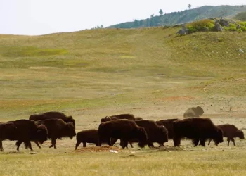 El bisonte regresa a Coahuila: 44 ejemplares llegan a Cuatro Ciénegas