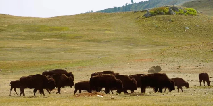 El bisonte regresa a Coahuila: 44 ejemplares llegan a Cuatro Ciénegas