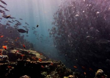 El temido proyecto de los US$ 15 000 millones: Podría acabar con el acuario del mundo