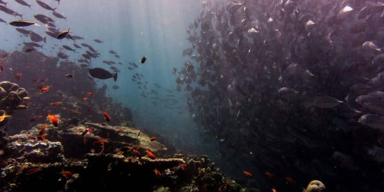 El temido proyecto de los US$ 15 000 millones: Podría acabar con el acuario del mundo