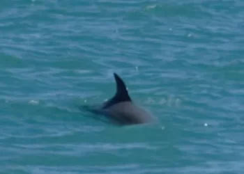 ¡Hay esperanza de salvar a la vaquita marina!; ‘Frida’ dará a luz por tercera vez