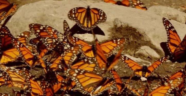 Mariposas monarcas y murciélagos magueyeros: buscan dos amenazados polinizadores en la isla más grande de México