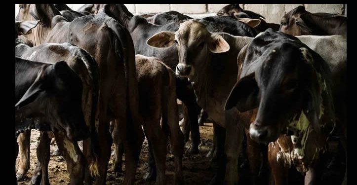 México y EU buscan producir 500 millones de moscas estériles en tiempo récord para combatir gusano barrenador