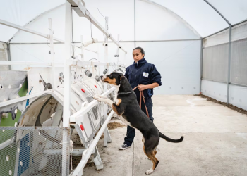 Perros adoptados y entrenados, la última estrategia de México para hacer frente al gusano barrenador