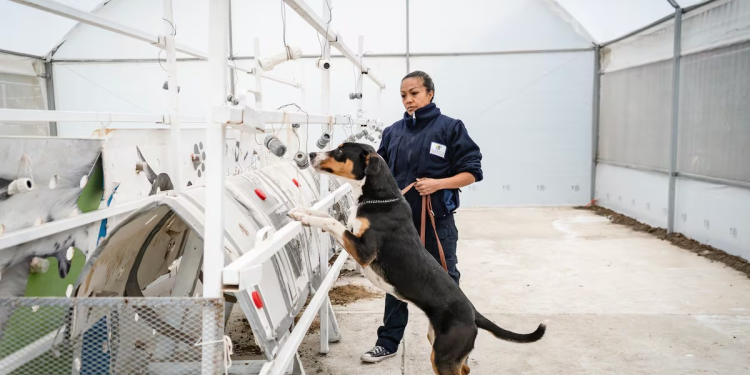 Perros adoptados y entrenados, la última estrategia de México para hacer frente al gusano barrenador