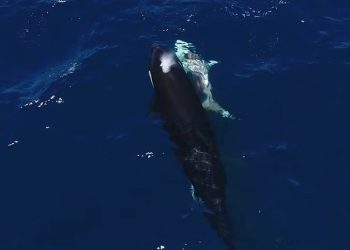 Las orcas que cazan tiburones blancos imponen su dominio en los océanos como el depredador más inteligente