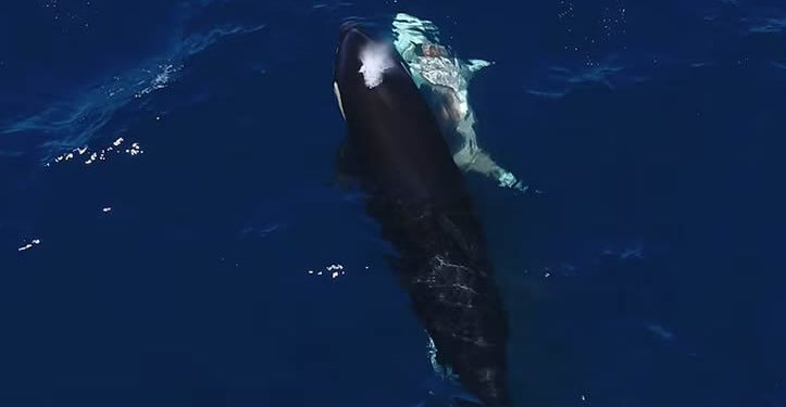 Las orcas que cazan tiburones blancos imponen su dominio en los océanos como el depredador más inteligente