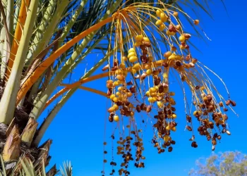 Dátil coahuilense, el fruto que da identidad a un pueblo y hoy agoniza por el cambio climático