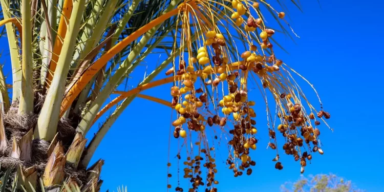 Dátil coahuilense, el fruto que da identidad a un pueblo y hoy agoniza por el cambio climático