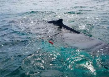 Diputados endurecen penas por tráfico de totoaba y delitos ambientales graves