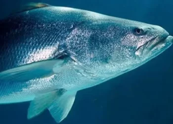 Tráfico de totoaba costó a México mil millones de pesos