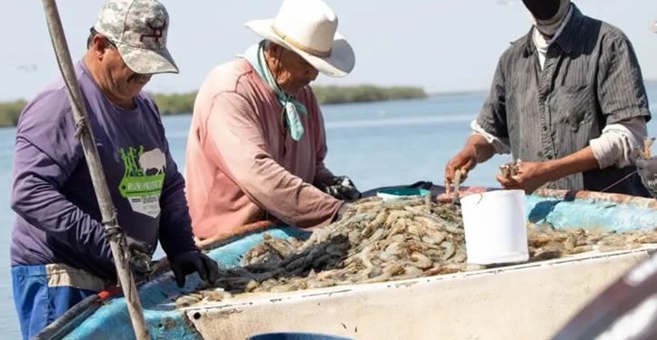Impulsan cambios a Ley de Pesca para enfrentar impactos del cambio climático